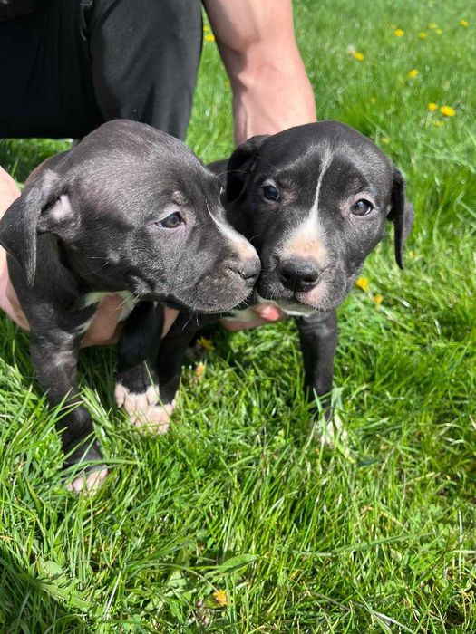 Amstaff amstaff samica