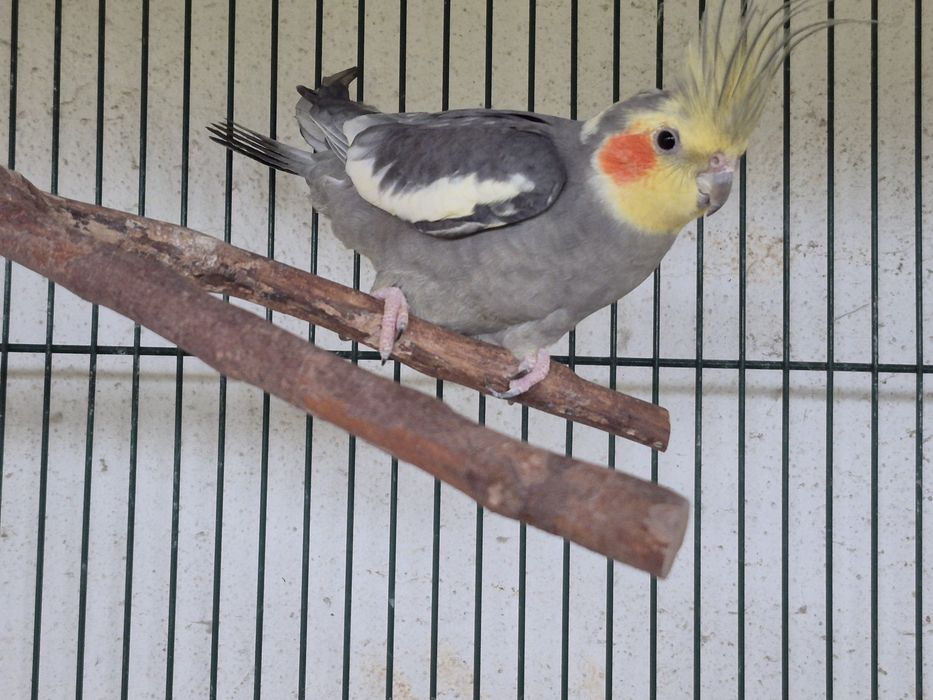 Casal de caturras