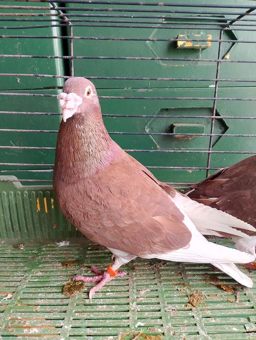 Sprzedam gołębie pocztowe para parzysta