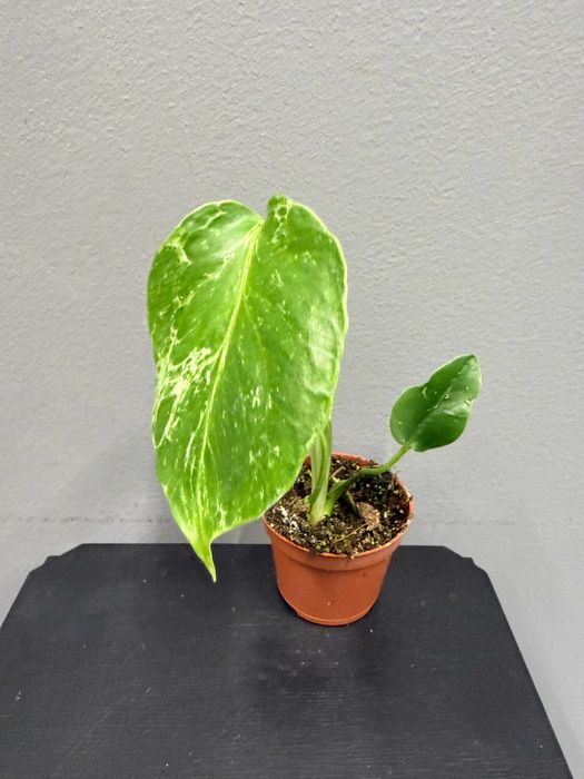 Monstera Bulbasaur