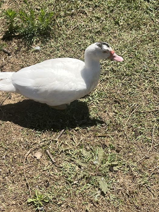 Patos mudos para venda