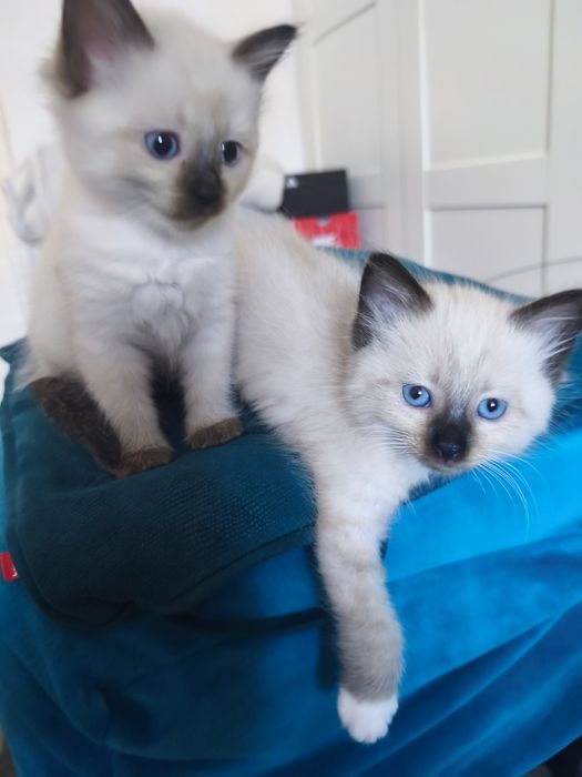 Kociaki kot kotka Ragdoll