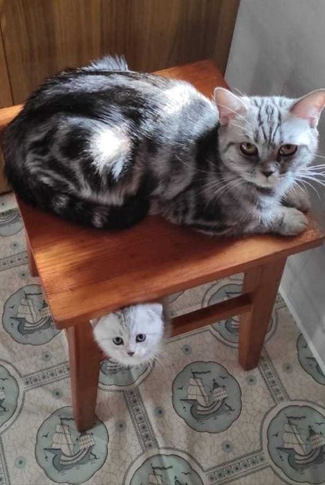 Малютка шотландка любительница пошалить