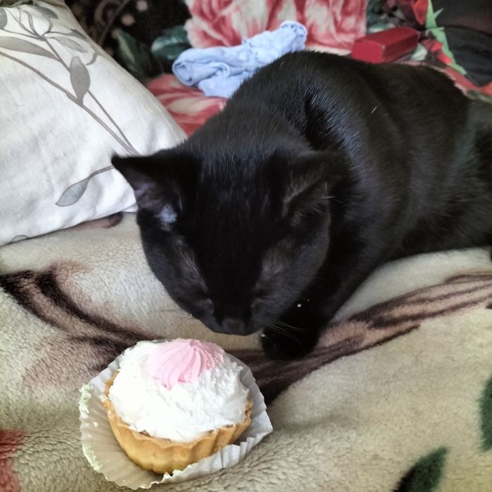 Британські висловухі іпрямовухі