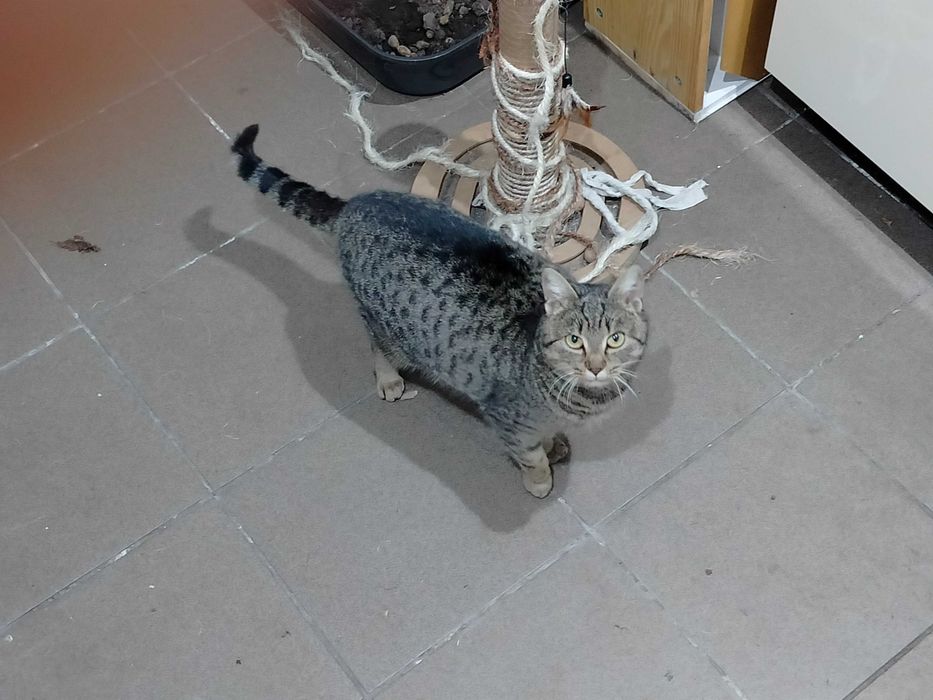 Oddam kota w dobre ręce