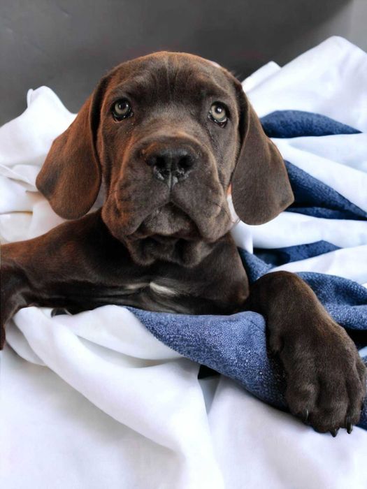 Продається Кане-Корсо