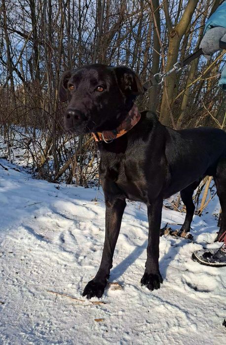 Kamir- olbrzym o łagodnym sercu szuka domu