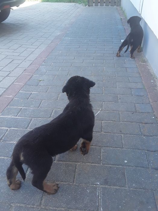 Rottweiler szczeniaki
