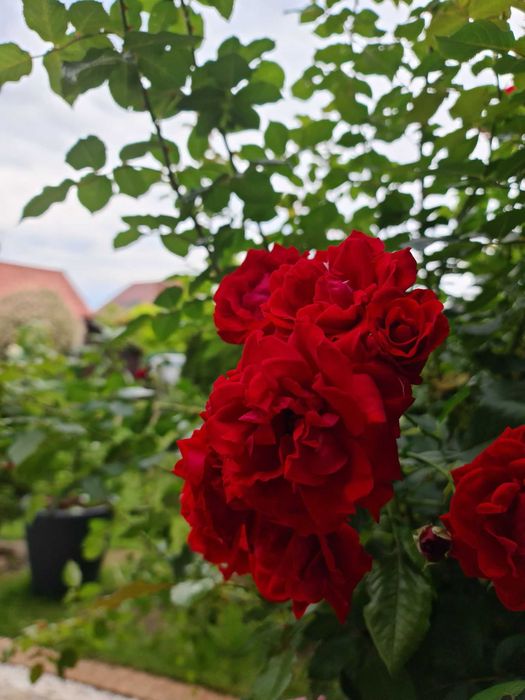 Apartament całoroczny