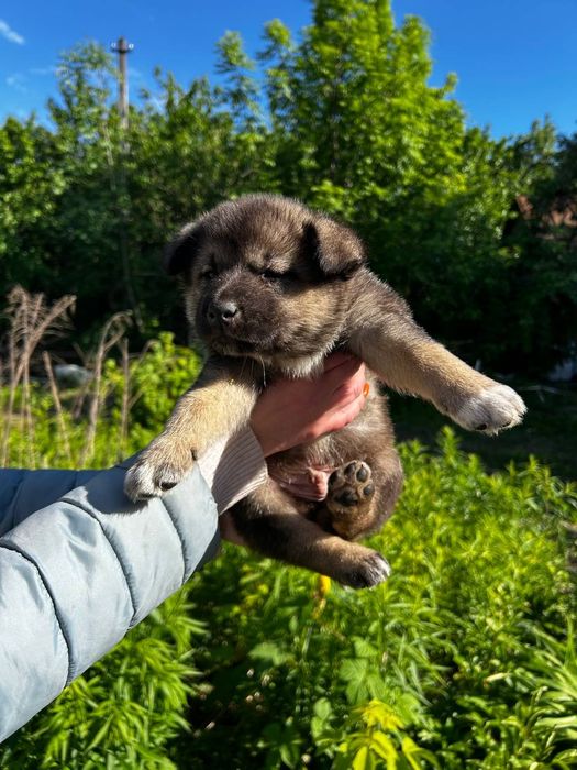 Щенки щеночки цуценята