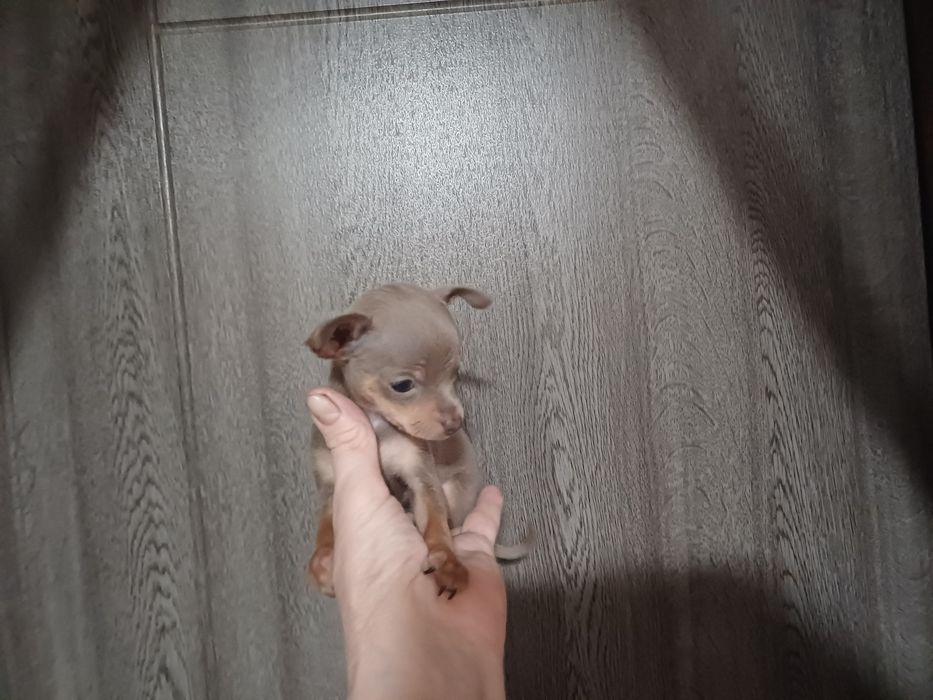 Крошка сладошку девочка