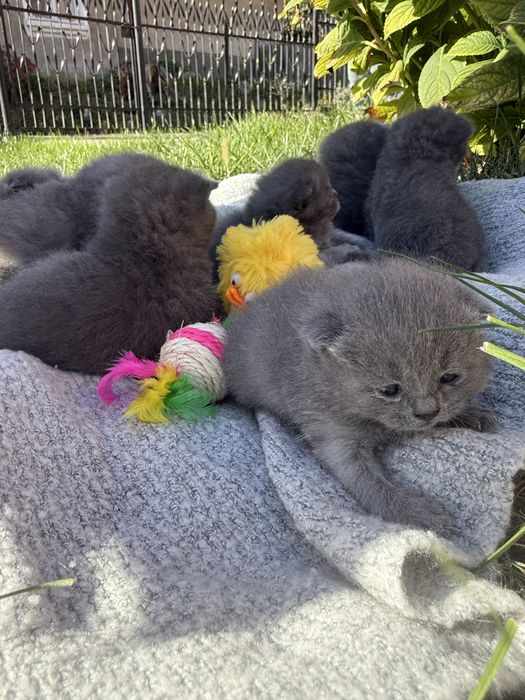 Шотландські висловухі кошенята