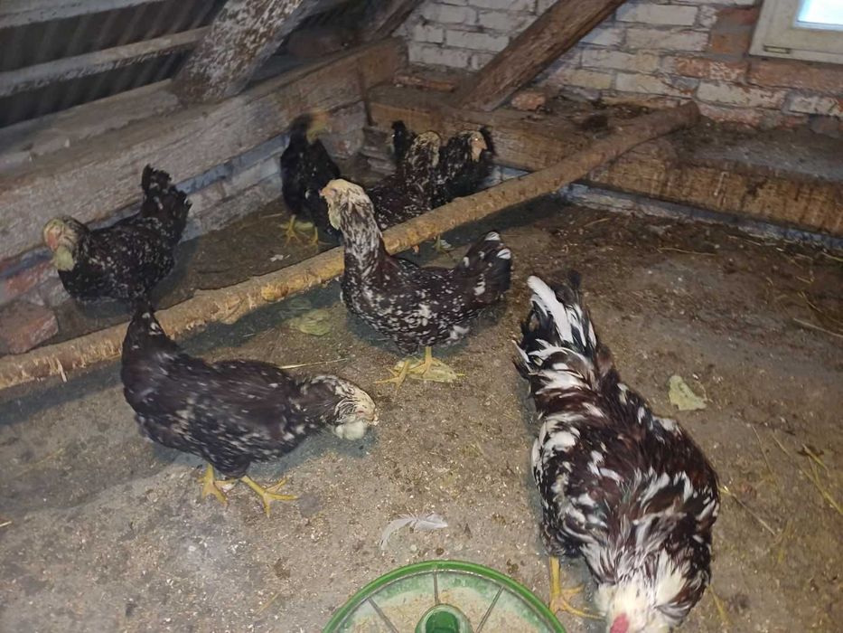 Jaja lęgowe Orłowskich