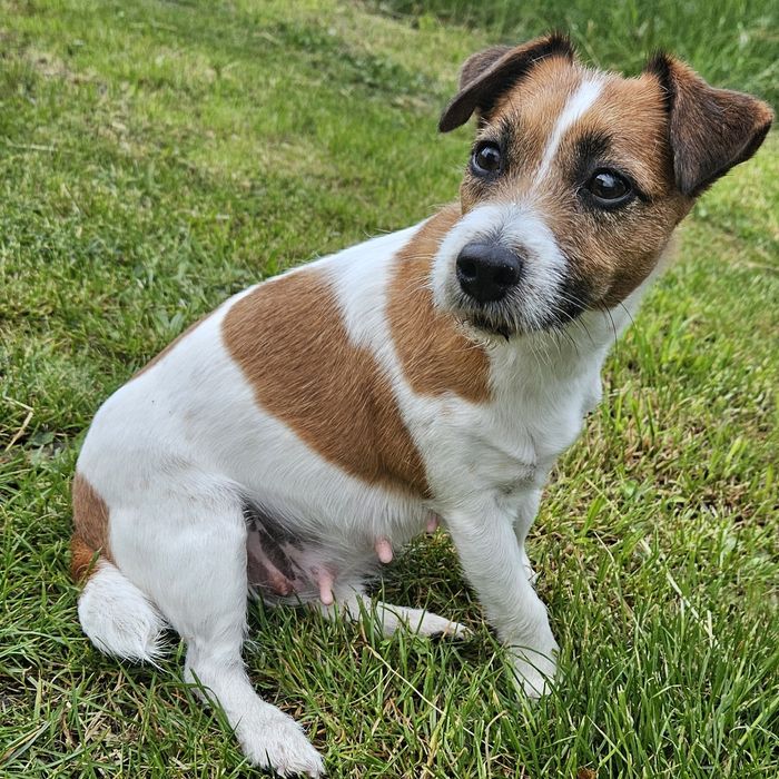 Jack Russell Terrier