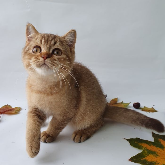 Киев Золотая шиншилла, породистые котята котенок котик, с документами