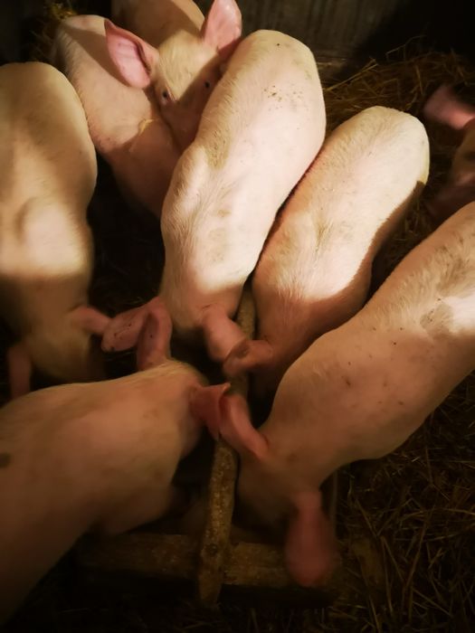 Продам  домашніх поросят