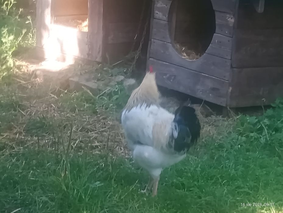 Koguty z tego roku i kaczki biegusy