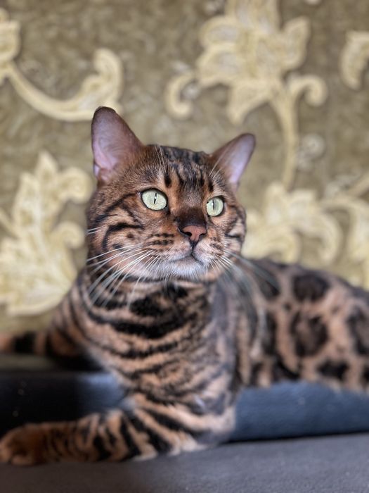 Бенгальский кот бенгал вязка