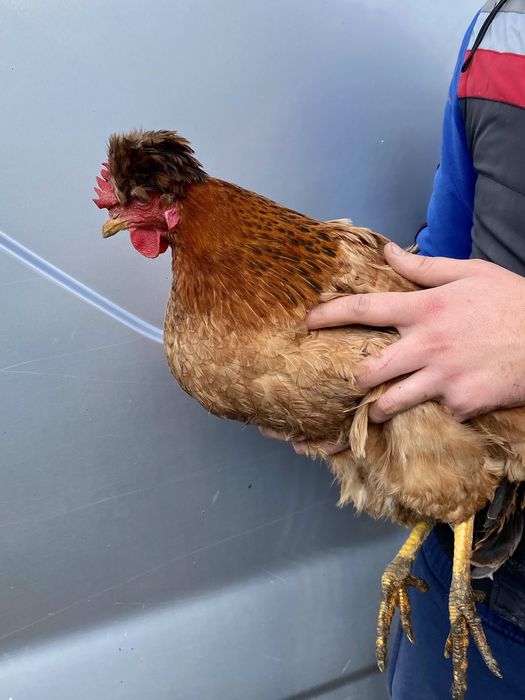 Яйце інкубаційне кур чубатих, хохлатих