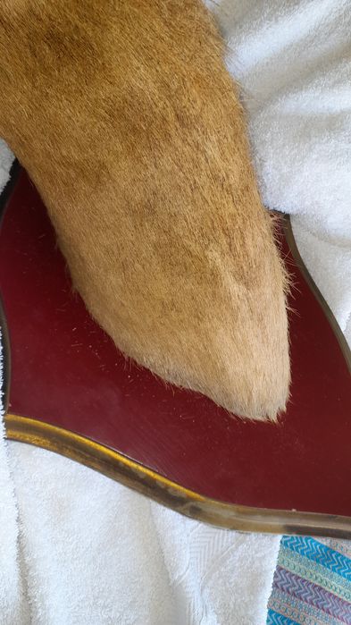 Cabeça de veado embalsemado