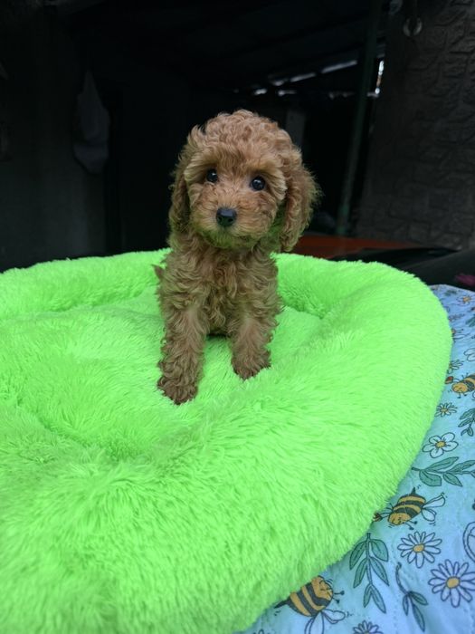 Дівчинка той пуделя