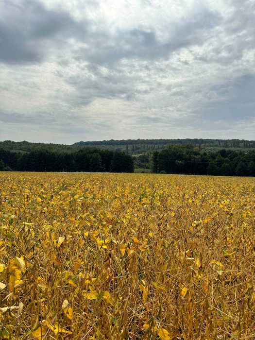 Продаж земельної ділянки, ПРИВАТИЗОВАНА. Масив Європейський. 2 Га