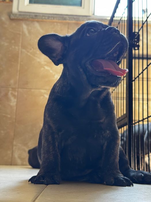Bulldog Francês Top
