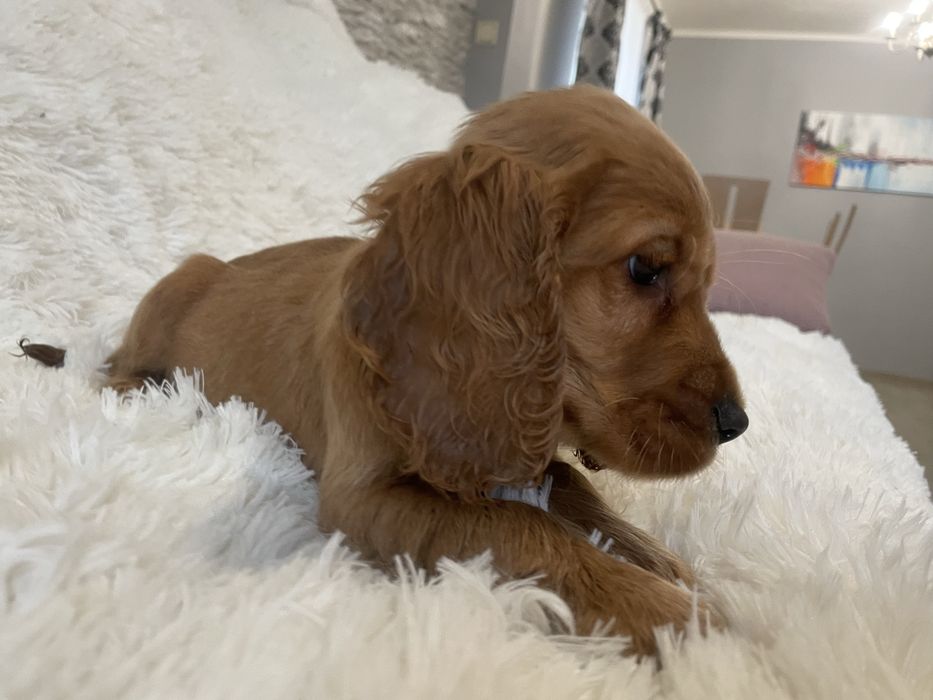 Cocker spaniel angielski suczka