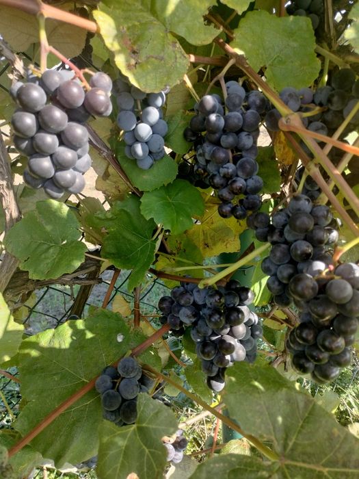 Winogrono owoce, na soki i wino, duże owoce