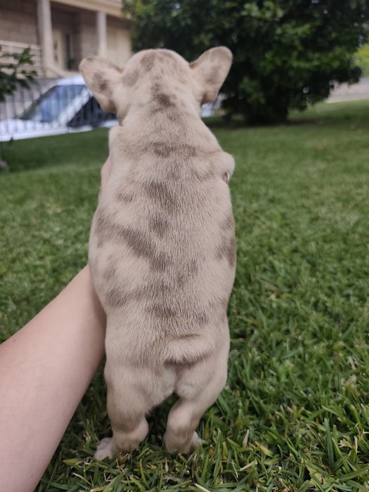bulldog francês femea