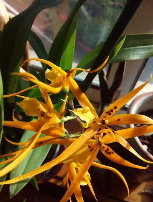 Brassia caudata,  orquídea aranha