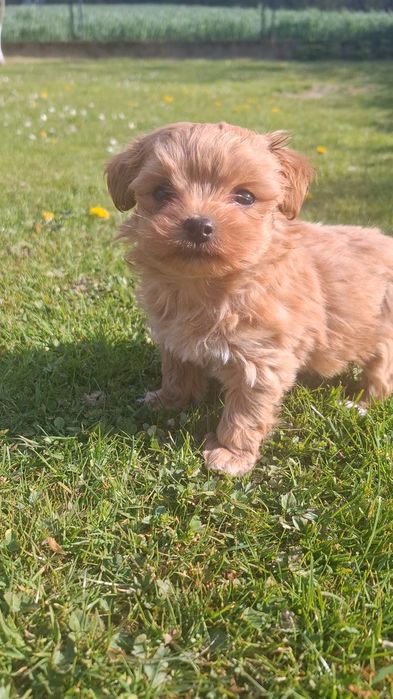Piesek Maltipoo xxs