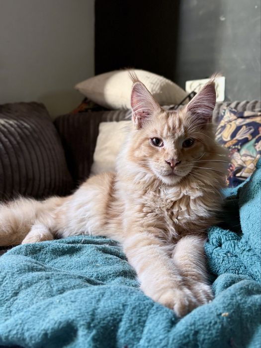 Rudy kocur maine coon