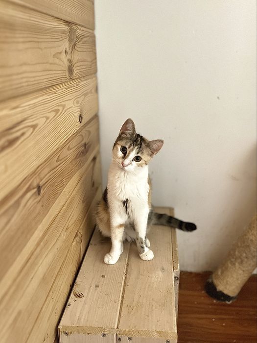 SASANKA - młoda kotka tricolor szuka domu