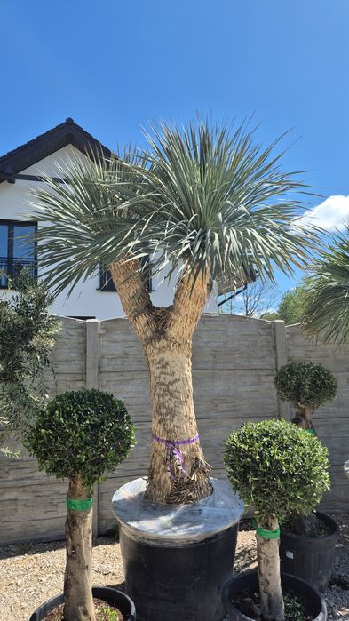 Yucca rostrata MULTIHEAD Wieloglowa. Yuca rostrata