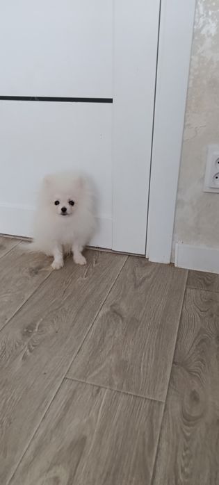 Малюк шпіц хлопчик