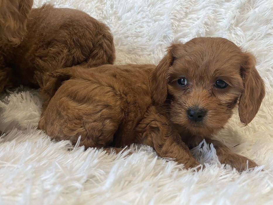 Cockapoo suczka red