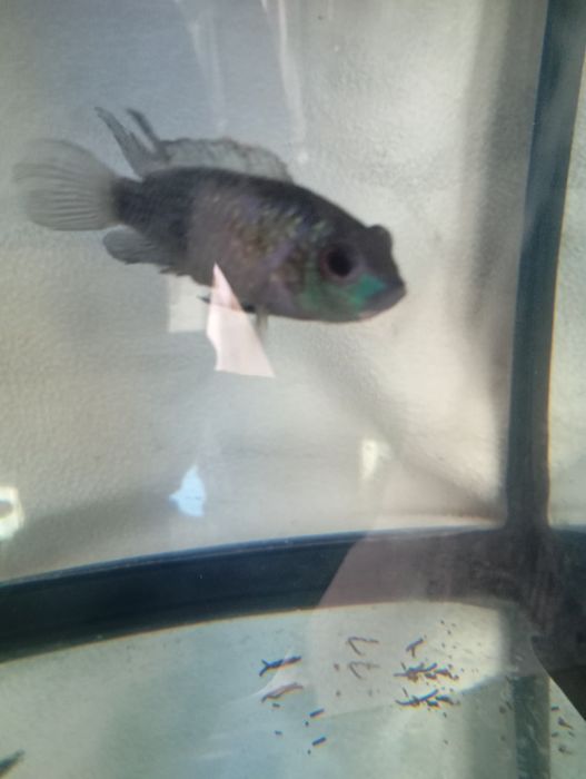 Tenho 3 peixes para troca de outros peixes ou pássaros ou venda urgente