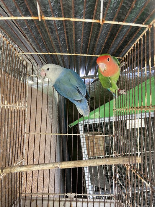 Casal agapornis longfeather