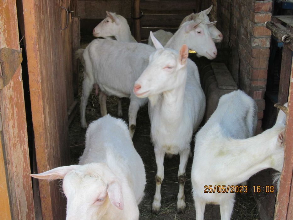 Кози, козенята зааненські