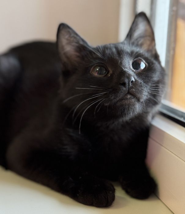 Кошеня (дівчинка, вік 7 міс)