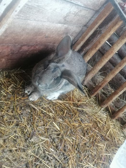 Króliki mieszane 6-7kg samce i samice