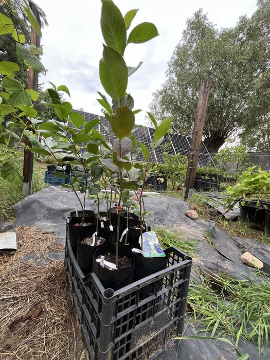 Świdośliwa , pigwowiec, winorośl