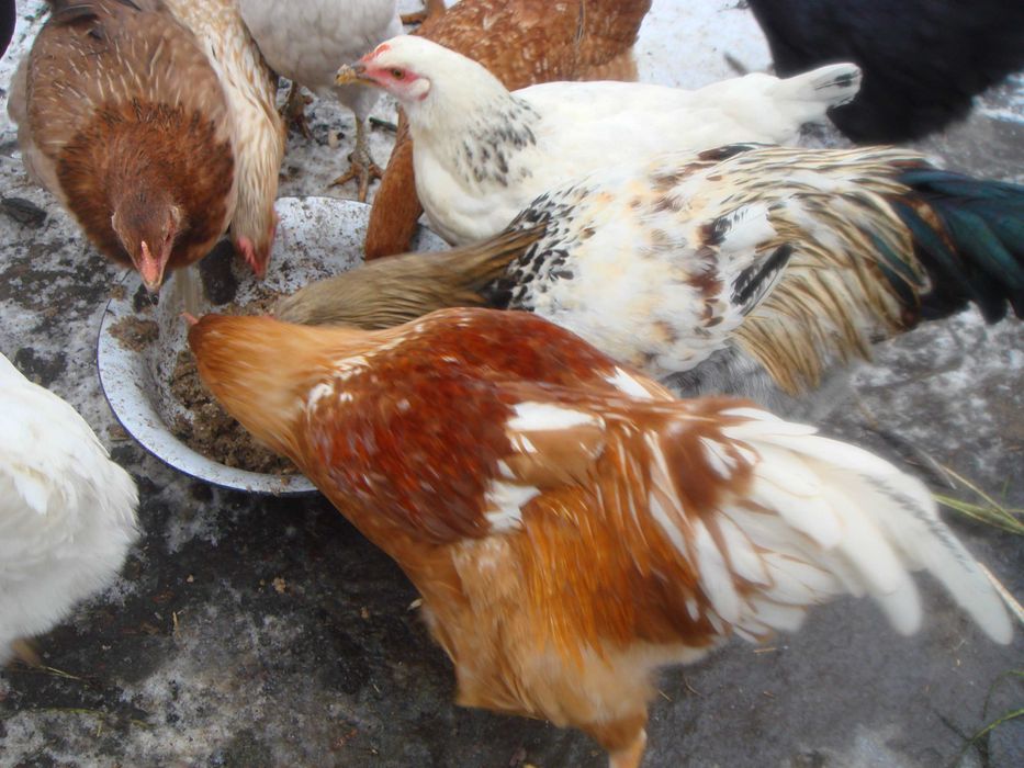 Продам молодих пiвнiв