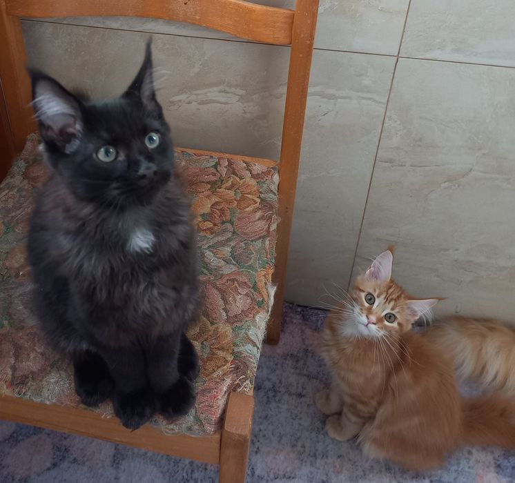 Бронируем мейнкунчики с документами ,привиты,окрасы разные,возраст тож