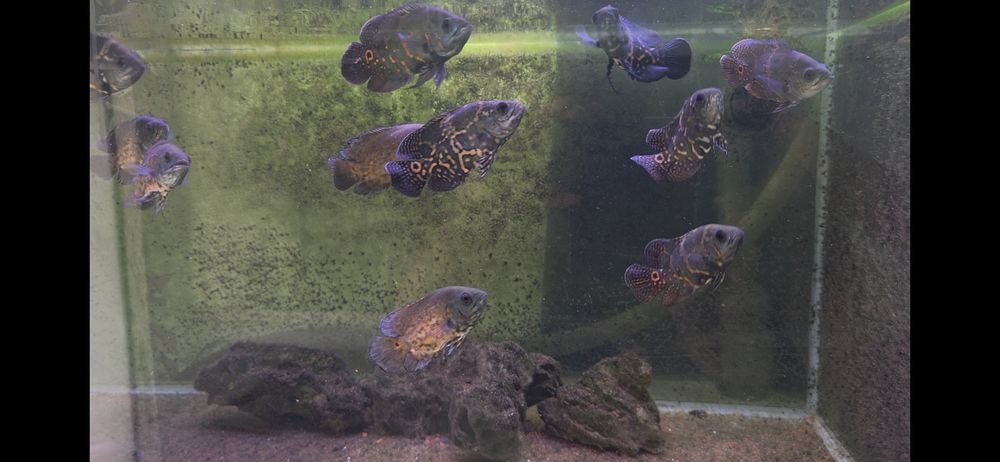 Oscares red e oscar red tiger