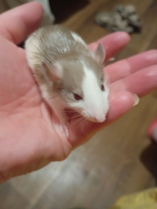 Криса,щур,крисята, пацюки