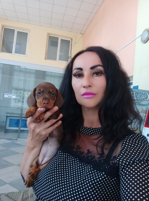 Красуня шоколадка шукає люблячу сім'ю.