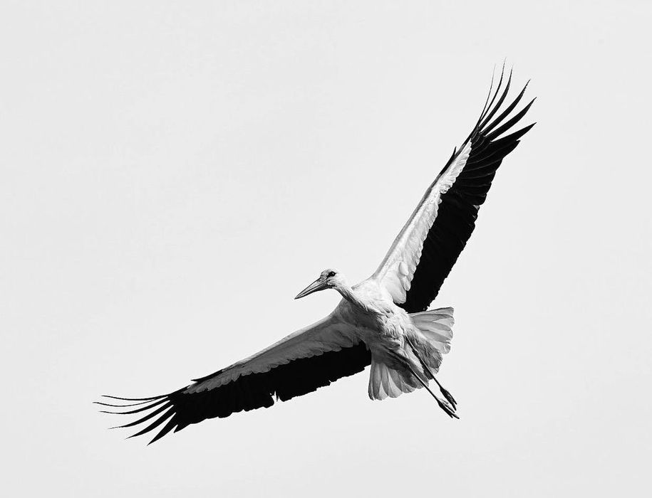Canon EF 400mm f/5.6L USM – Série L