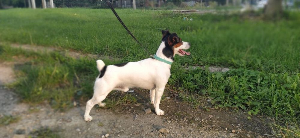 Джек Рассел тер'єр в'язка